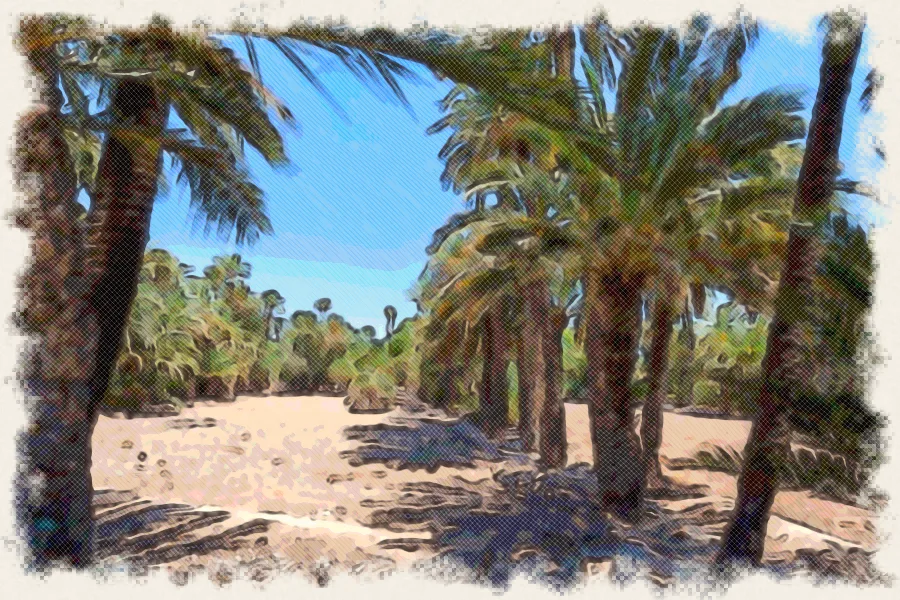 Dibujo a lápiz de colores del Palmeral de Elche