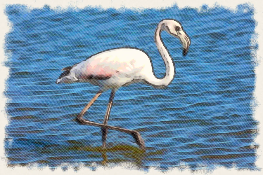 Dibujo a lápiz de colores de un flamenco caminando en el agua